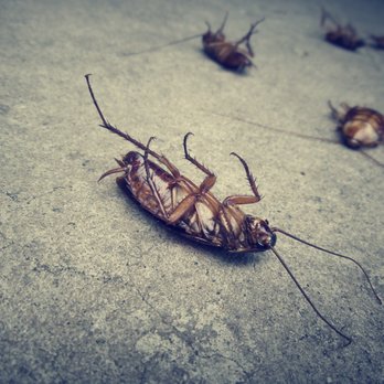 Summit Pest Solutions - Pest Control Near Me Summit Pest Solutions - Pest Control Near Me