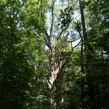 Little Mulberry Park - The big oak tree - Parks Near Me - Auburn, Georgia Little Mulberry Park - The big oak tree - Parks Near Me - Auburn, Georgia