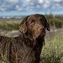 Photo of Sirius Veterinary Orthopedic Center