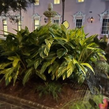 Husk - Landscaping at Husk - American Near Me - Charleston, South Carolina Husk - Landscaping at Husk - American Near Me - Charleston, South Carolina