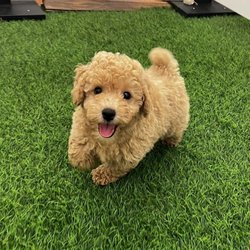 Puppygram - Kentucky - Cute Puppy At Puppygram..