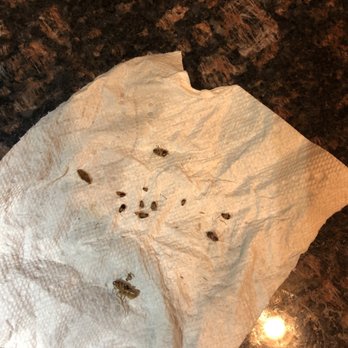 Xcel Pest Control - From our kitchen - Pest Control Near Me - Beaumont, California Xcel Pest Control - From our kitchen - Pest Control Near Me - Beaumont, California