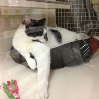Petco - Kitty wants to come home with me. - Pet Stores Near Me - Sterling, Virginia