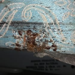 Star Motel - BED BUGS, AVOID THIS PLACE AT ALL COSTS!!!!!!