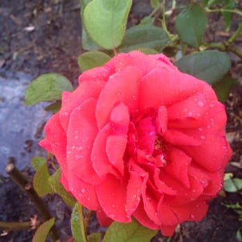 Hardin's Nursery - Fragrant Cloud - Nurseries & Gardening Near Me - Tampa, Florida Hardin's Nursery - Fragrant Cloud - Nurseries & Gardening Near Me - Tampa, Florida