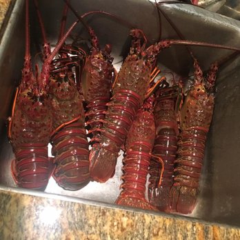 Guardian Charters - Limit of lobster !! - Fishing Near Me - San Diego, California