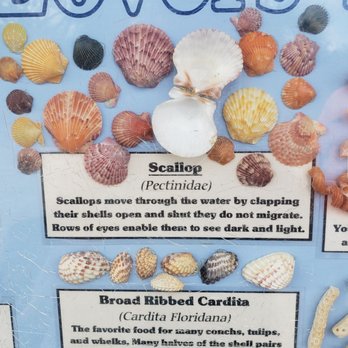 Lovers Key State Park - Display of area shells makes it easy to identify your finds - Beaches Near Me - Fort Myers Beach, Florida Lovers Key State Park - Display of area shells makes it easy to identify your finds - Beaches Near Me - Fort Myers Beach, Florida