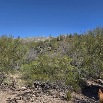 Saguaro Stables - Ricon Mountains - Horseback Riding Near Me - Tucson, Arizona Saguaro Stables - Ricon Mountains - Horseback Riding Near Me - Tucson, Arizona