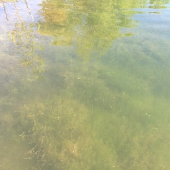 Fischer Park - Clear water from pier at the pond! - Parks Near Me - New Braunfels, Texas Fischer Park - Clear water from pier at the pond! - Parks Near Me - New Braunfels, Texas