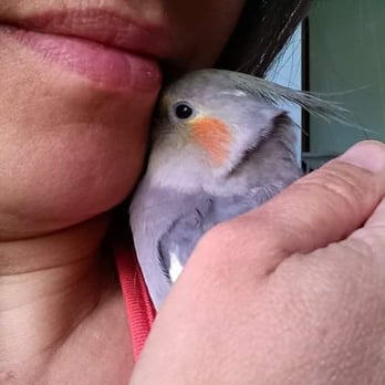Paula's Pet Sitting - I take care of ALL kinds if pets! - Pet Sitting Near Me Paula's Pet Sitting - I take care of ALL kinds if pets! - Pet Sitting Near Me