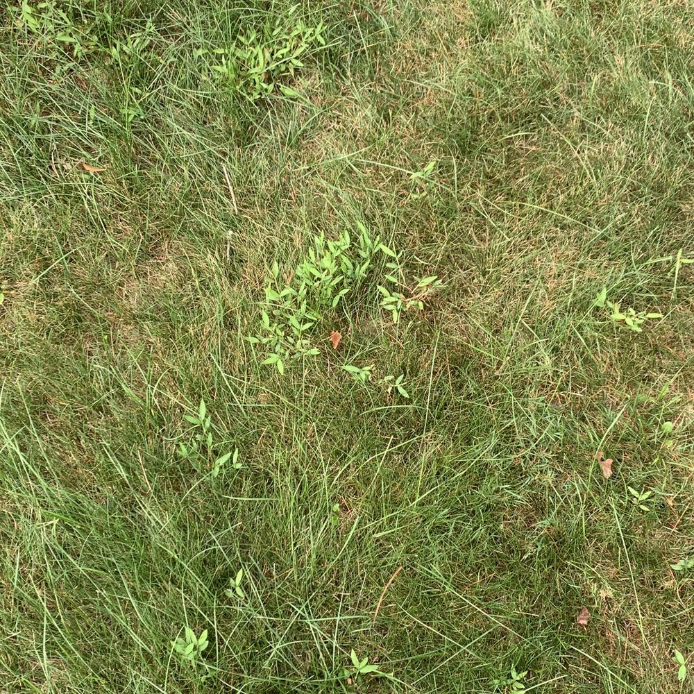 This photo was taken after seven services to remove weeds. This photo was taken after seven services to remove weeds.