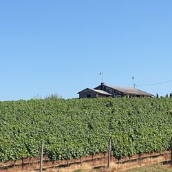 Stavalaura Vineyard - The vineyard