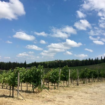 Agricola Querciabella - Grapes growing at Querciabella - all using sustainable agriculture. - Wineries Near Me - Greve In Chianti, PO
