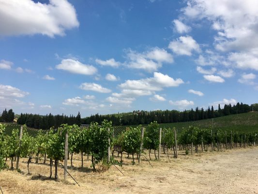 Querciabella · Società Agricola Querciabella SpA by null