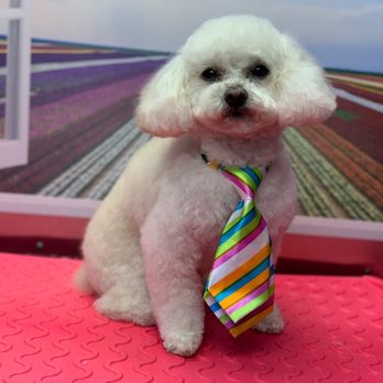 Blooming Mobile Grooming - After - Pet Groomers Near Me Blooming Mobile Grooming - After - Pet Groomers Near Me