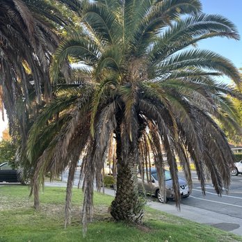 Sierra Valley Tree Service - Canary palm - Tree Services Near Me - Sacramento, California Sierra Valley Tree Service - Canary palm - Tree Services Near Me - Sacramento, California