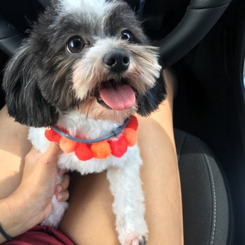 Furry Tails - Pet Boarding Near Me - Dallas, Texas Furry Tails - Pet Boarding Near Me - Dallas, Texas