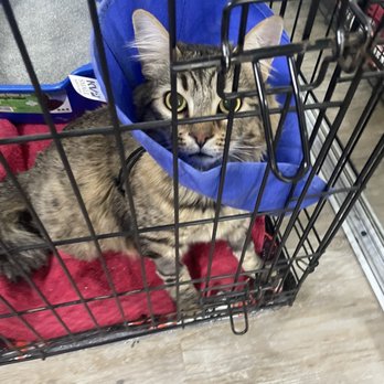 Phoenix Veterinary Referral & Emergency Center - Veterinarians Near Me - Phoenix, Arizona Phoenix Veterinary Referral & Emergency Center - Veterinarians Near Me - Phoenix, Arizona