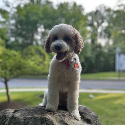 Vinc's Dog Training - Cookkee