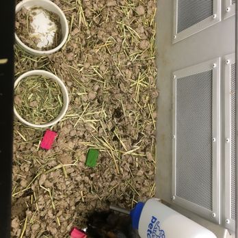 Petco - I asked to meet a guinea pig- this is abuse! Poop filled bedding, urine on walls, food bowl empty, 1/2 full water bottle, poop in da hay :( - Pet Training Near Me - Kailua Kona, Hawaii