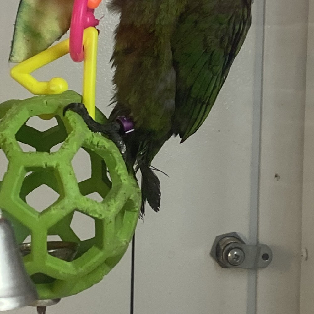 Petco - Extremely damaged tail feathers. - Pet Stores Near Me - Redlands, California
