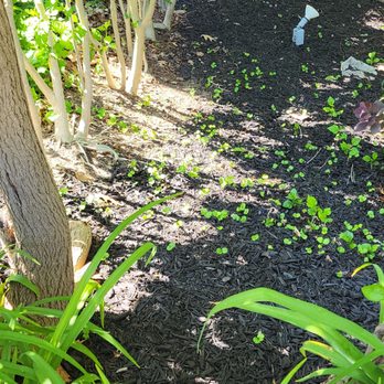 DNA Landscaping - No mulch around bushes. - Landscaping Near Me
