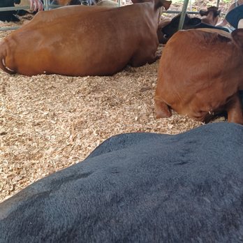Krishna Cow Sanctuary - Some serious Heffertitus going on here. - Animal Physical Therapy Near Me Krishna Cow Sanctuary - Some serious Heffertitus going on here. - Animal Physical Therapy Near Me
