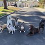 Photo of OC Pup Scouts