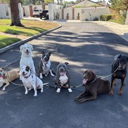 OC Pup Scouts - Pack walk