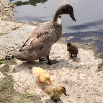 Webb Park - Ducks! - Parks Near Me - Rancho Bernardo, California