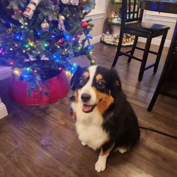 Happy healthy and ready for Christmas. Happy healthy and ready for Christmas.
