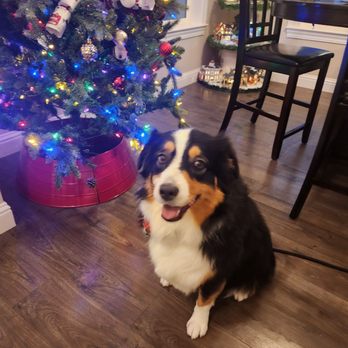 Pinnacle Mobile Grooming - Happy healthy and ready for Christmas. - Pet Groomers Near Me Pinnacle Mobile Grooming - Happy healthy and ready for Christmas. - Pet Groomers Near Me