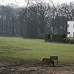 Hundewiese Goßler Str.