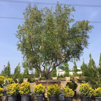 Pine Hills Nursery - Nurseries & Gardening Near Me - Rosemead, California Pine Hills Nursery - Nurseries & Gardening Near Me - Rosemead, California