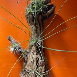 Planttas Plant Shop - Air plant on wood