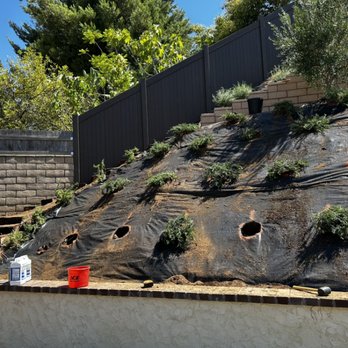 Versatile Establishment - Planting Cypress plants on Slope - Landscaping Near Me Versatile Establishment - Planting Cypress plants on Slope - Landscaping Near Me