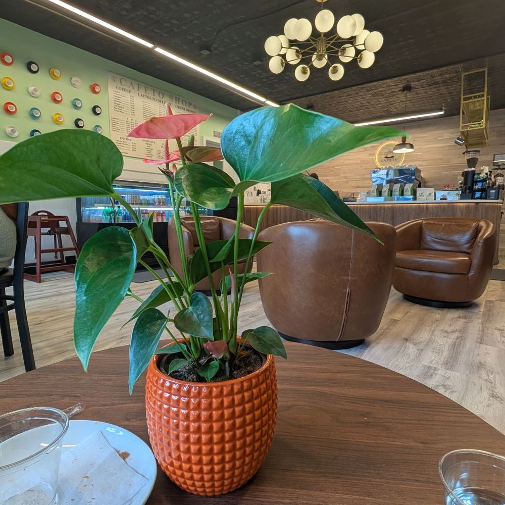 Cafeto Shop - Atmosphere with empty plates because The pastries are delicious - Coffee & Tea Near Me - Saint Paul, Minnesota
