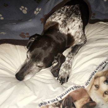 SAGE Veterinary Centers - Campbell - Our sweet German Shorthair Pointer, Meg - Veterinarians Near Me - Campbell, California