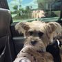 Photo of Amazing Dogs Rescue