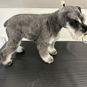 Elite Mobile Pet Grooming - Schnauzer - Pet Groomers Near Me - Loudon, Tennessee Elite Mobile Pet Grooming - Schnauzer - Pet Groomers Near Me - Loudon, Tennessee
