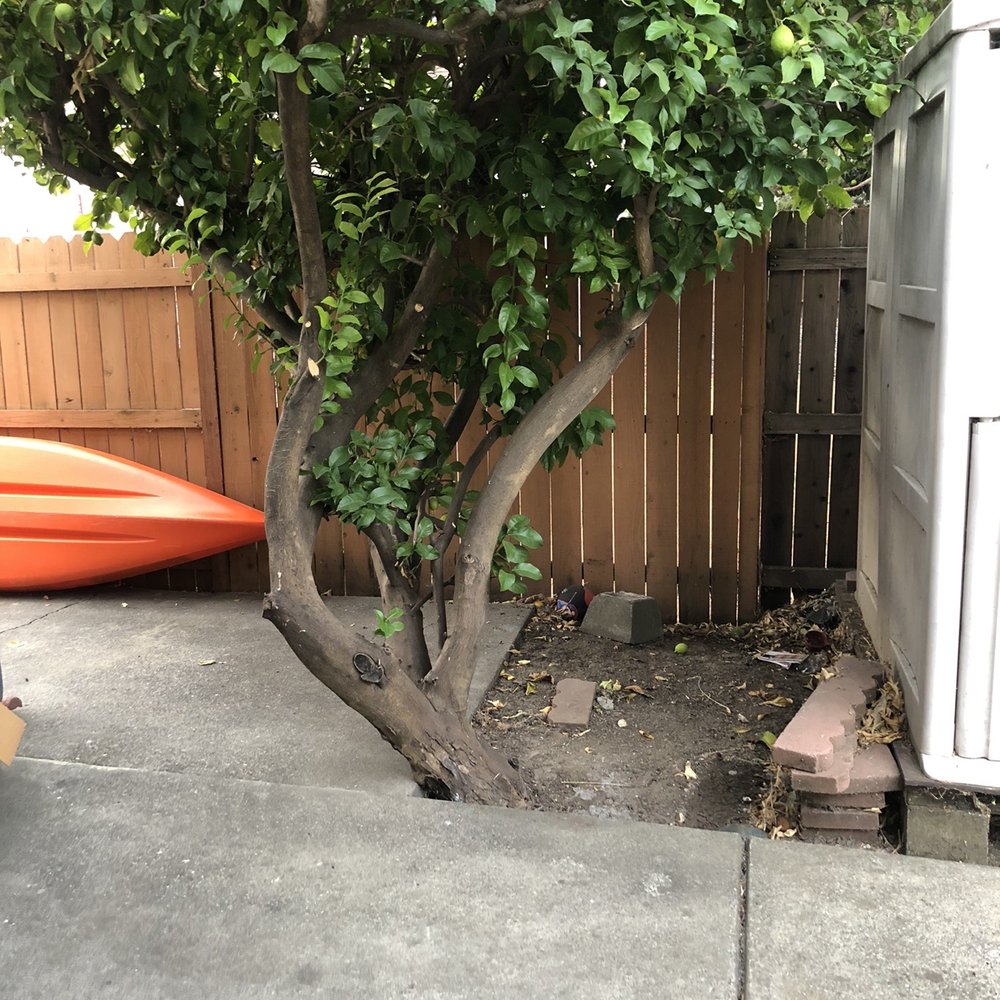 Affordable Arborist - Lemon Tree (Before) - Tree Services Near Me - Vacaville, California