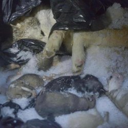 Expedition Mi-Loup - Gassed dogs put in a freezer.