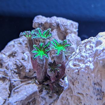 Aqua SD - Local Fish Stores Near Me - San Diego, California Aqua SD - Local Fish Stores Near Me - San Diego, California