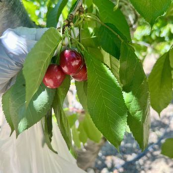 U Pick Orchards - Pick Your Own Farms Near Me - Morgan Hill, California