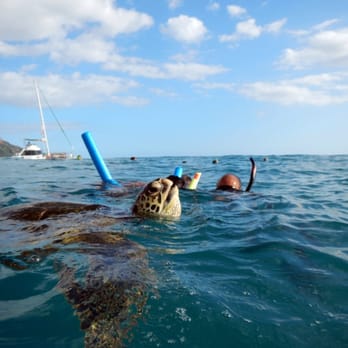 Hawaiian Diving Adventures - Swimming with Sea Turtles - Scuba Diving Near Me - Honolulu, Hawaii Hawaiian Diving Adventures - Swimming with Sea Turtles - Scuba Diving Near Me - Honolulu, Hawaii