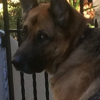 Canine Conservatory - Pet Training Near Me