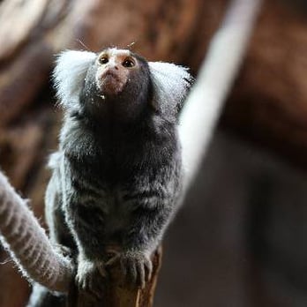 Tierpark Bochum - Zoos Near Me - Bochum, NW Tierpark Bochum - Zoos Near Me - Bochum, NW