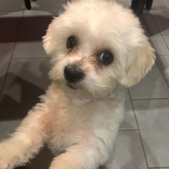 Dog Friendly Grooms - Coco,  After.. - Pet Groomers Near Me - Ridgewood, New York