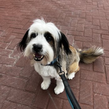 PetSmart - Walter is excited to go shopping and get a bath in the grooming salon! - Pet Stores Near Me - Euless, Texas PetSmart - Walter is excited to go shopping and get a bath in the grooming salon! - Pet Stores Near Me - Euless, Texas