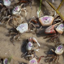 FishStalkerz BaitHouse - FIDDLER CRABS! Only $4.49 a dozen!